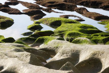 Yeşil yosun kayalık plaj - arka plan