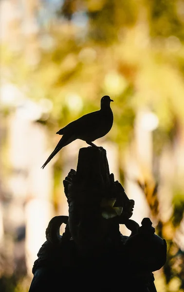 Silhueta de pombo contra fundo desfocado — Fotografia de Stock