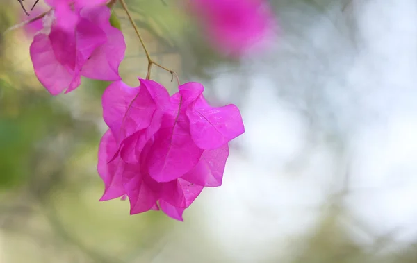 Bokeh 배경으로 아름 다운 핑크색 꽃 — 스톡 사진