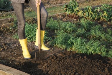 Sarı çizmeli kadın elinde kürekle bahçeyi kazıyor. Toprak yetiştirme, bahçe aletleri, bahçıvanlık, kürek, toprak, dış iş konsepti.