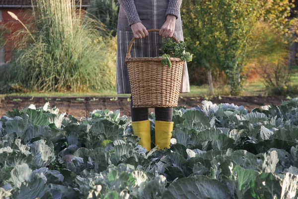 Mujer Con Cesta Mimbre Cosechando Verduras Huerta Orgánica — Foto de Stock