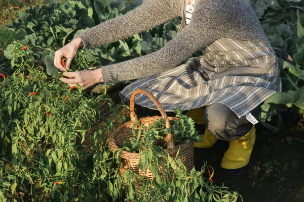 Frau Mit Weidenkorb Erntet Gemüse Aus Bio Bauerngarten — Stockfoto