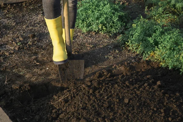 Wanita Dengan Sepatu Bot Kuning Karet Menggali Kebun Dengan Sekop — Stok Foto