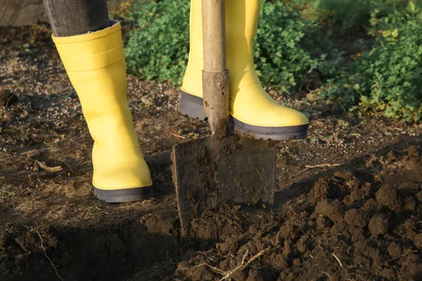 Woman in yellow rubber boots digging in garden with shovel. Soil preparation before planting, garden tools, gardening, shovel, soil, outdoor work concept.