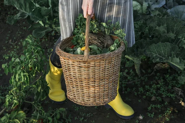 Молодой Садовник Жёлтых Резиновых Сапогах Плетеной Корзине Полной Органических Овощей — стоковое фото