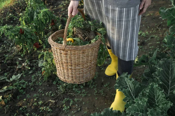 Junger Gärtner Gelben Gummistiefeln Und Weidenkorb Voller Bio Gemüse Aus — Stockfoto