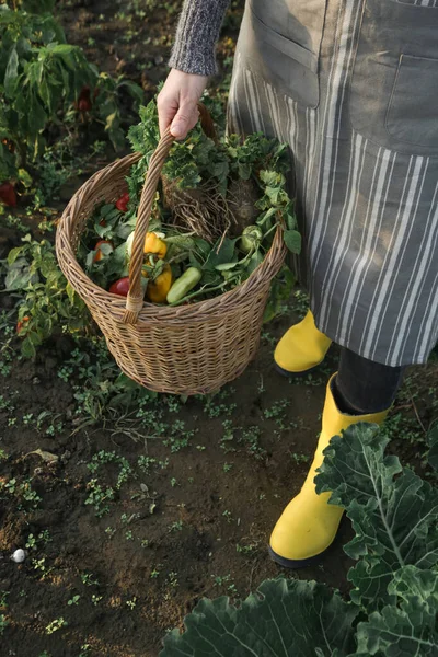 Junger Gärtner Gelben Gummistiefeln Und Weidenkorb Voller Bio Gemüse Aus — Stockfoto