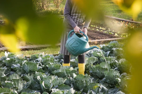 Woman in yellow rubber boots watering cabbage garden with water can. Homestead chores for the fall on farm.