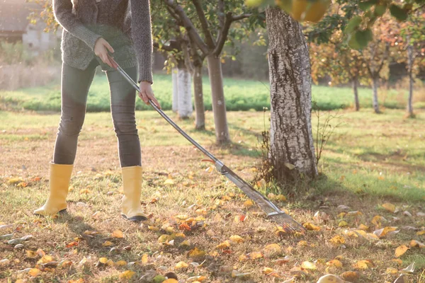 黄色のゴムブーツの庭師の女性は庭で乾燥した秋の葉を分類します 庭の秋の仕事 — ストック写真