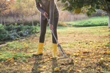 Bahçıvan kadın, sarı lastik botlarıyla bahçede sonbahar yapraklarını tırmıklıyor. Bahçede sonbahar işi.