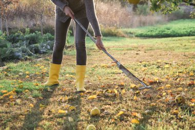 Bahçıvan kadın, sarı lastik botlarıyla bahçede sonbahar yapraklarını tırmıklıyor. Bahçede sonbahar işi.