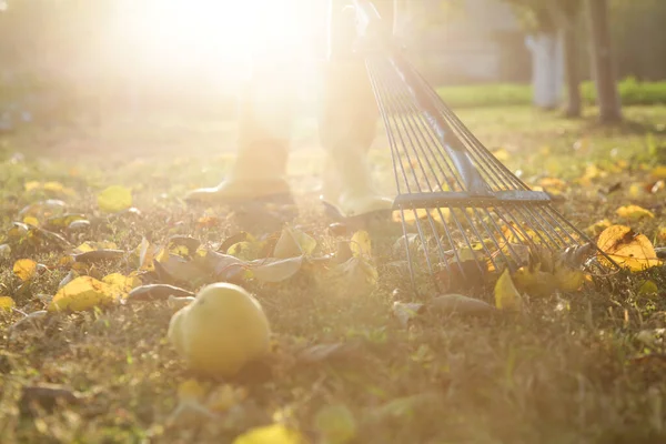 黄色のゴムブーツの庭師の女性は庭で乾燥した秋の葉を分類します 庭の秋の仕事 — ストック写真