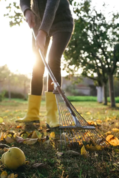 Gärtnerin Gelben Gummistiefeln Harkt Trockenes Herbstlaub Garten Herbstarbeit Garten — Stockfoto