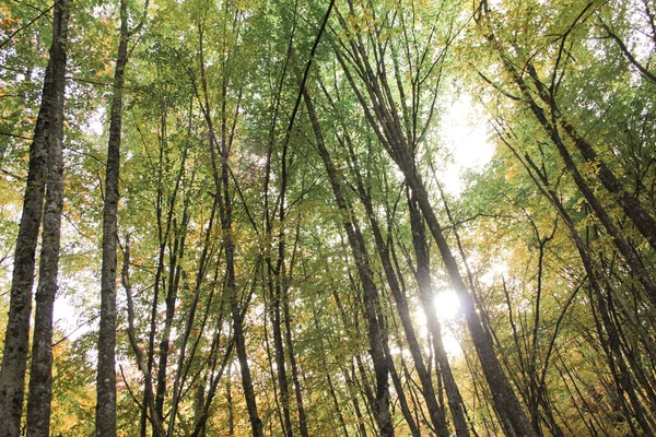 Sakin Manzaralı Yeşil Orman Güneş Işınlarıyla Temiz Hava Özgürlük Doğa — Stok fotoğraf