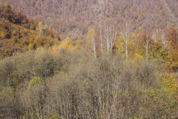 Podzimní Les Žluté Listy Stromech — Stock fotografie