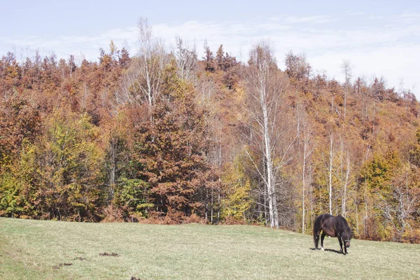 Cavalo Prado Com Uma Bela Paisagem Florestal Atrás — Fotografia de Stock