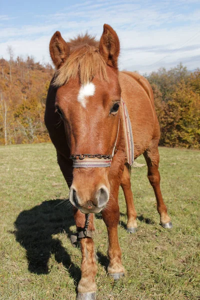 Cheval Sur Une Prairie Verte — Photo