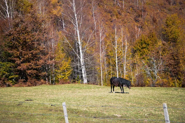 Cavalo Prado Com Uma Bela Paisagem Florestal Atrás — Fotografia de Stock