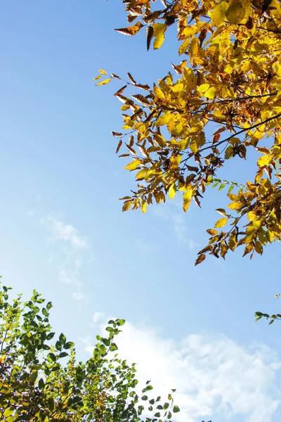 Herbstwald Gelbe Blätter Bäumen — Stockfoto