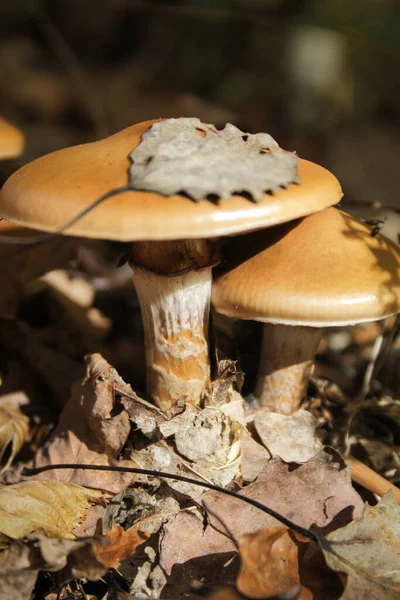 Non Edible Mushrooms Forest — Stock Photo, Image