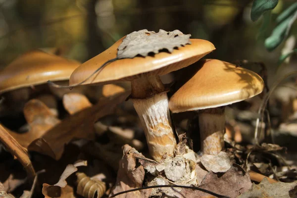 Nicht Essbare Pilze Wald — Stockfoto