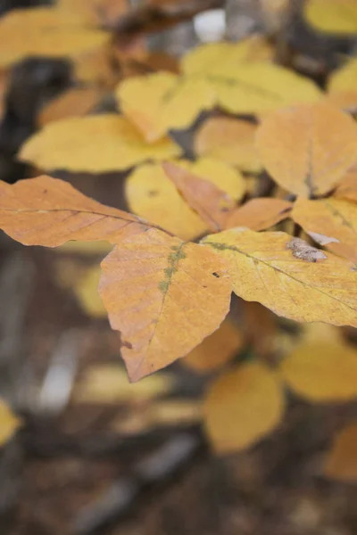 Осінній Ліс Жовте Листя Деревах — стокове фото
