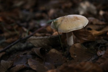 Ormanda yenilemez mantarlar