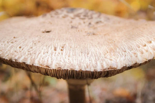 Nicht Essbare Pilze Wald — Stockfoto