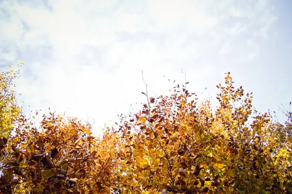 Őszi Erdő Sárga Levelek Fákon — Stock Fotó