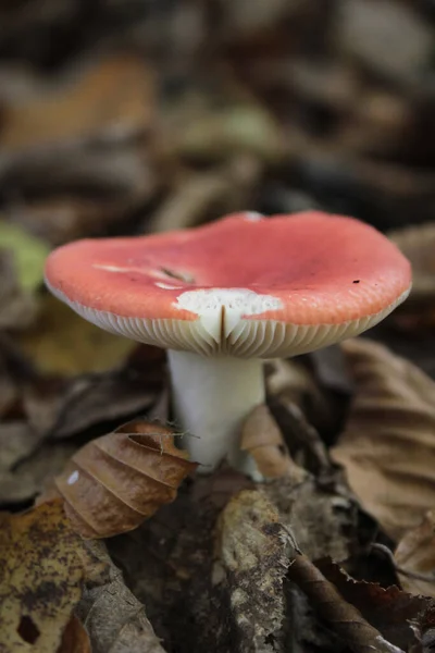 Nicht Essbare Pilze Wald — Stockfoto