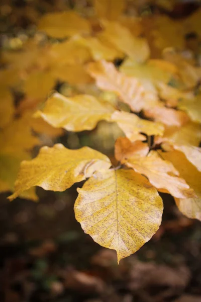 Herbstwald Gelbe Blätter Bäumen — Stockfoto