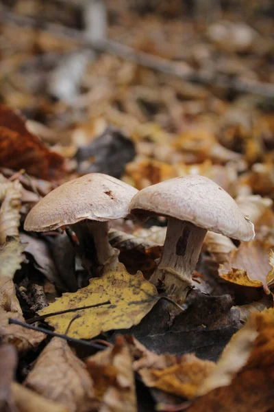 Non Edible Mushrooms Forest — Stock Photo, Image