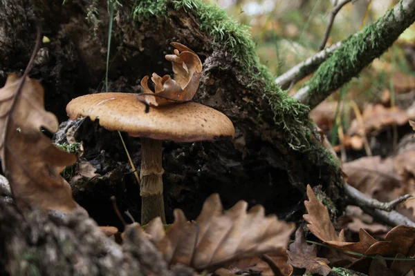 Non Edible Mushrooms Forest — Stock Photo, Image