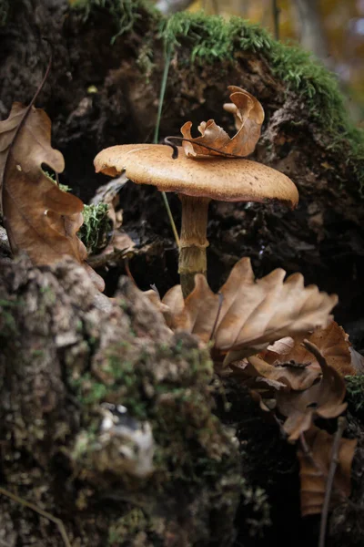 Non Edible Mushrooms Forest — Stock Photo, Image