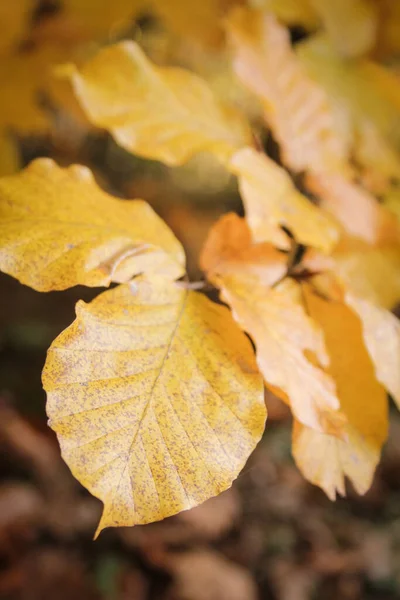 Herbstwald Gelbe Blätter Bäumen — Stockfoto