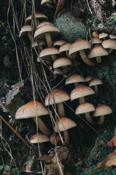 Non Edible Mushrooms Forest — Stock Photo, Image