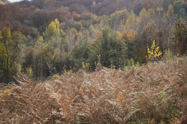 Herbstwald Gelbe Blätter Bäumen — Stockfoto
