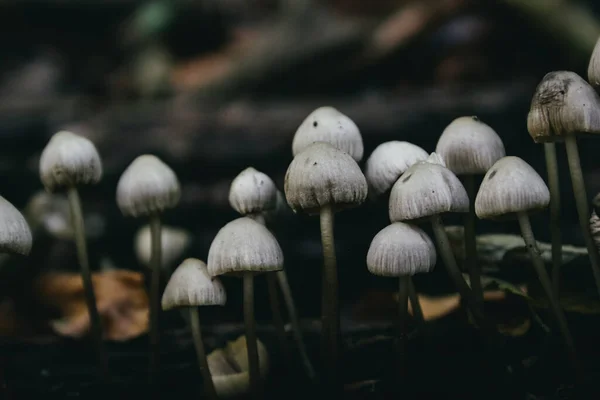 Champignons Non Comestibles Dans Une Forêt — Photo