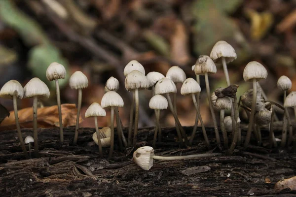 Nicht Essbare Pilze Wald — Stockfoto