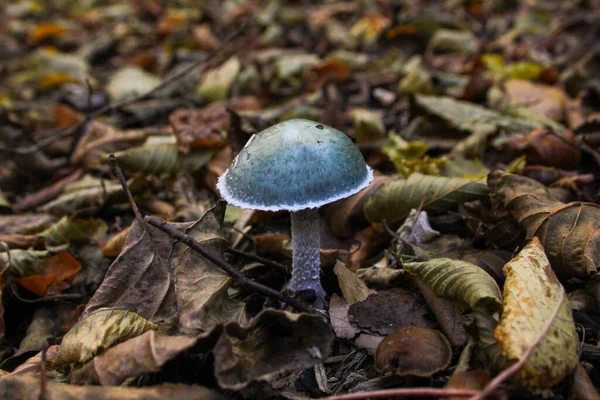 Non Edible Mushrooms Forest — Stock Photo, Image