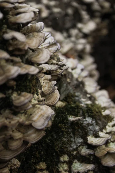 Funghi Non Commestibili Una Foresta — Foto Stock