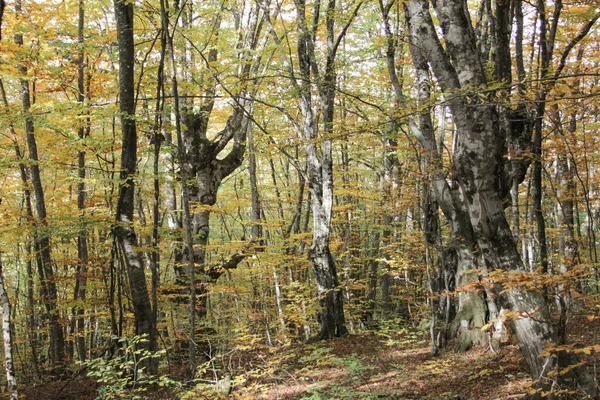 Podzimní Les Žluté Listy Stromech — Stock fotografie