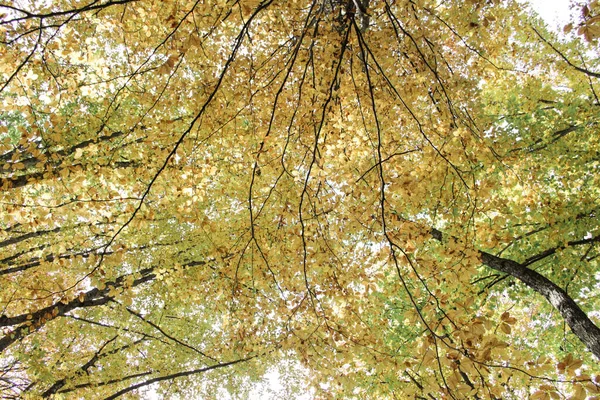 Herbstwald Gelbe Blätter Bäumen — Stockfoto