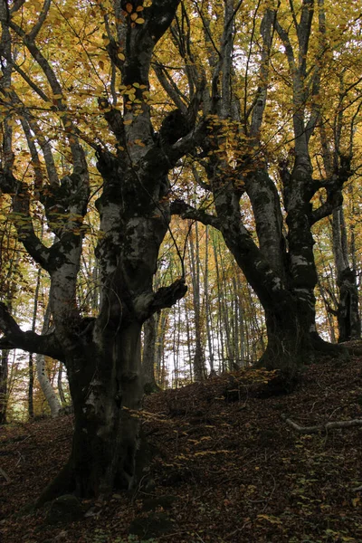 Sonbahar Ormanı Ağaçlardaki Sarı Yapraklar — Stok fotoğraf