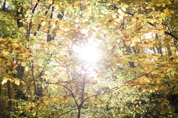 Herfstbos Gele Bladeren Aan Bomen — Stockfoto