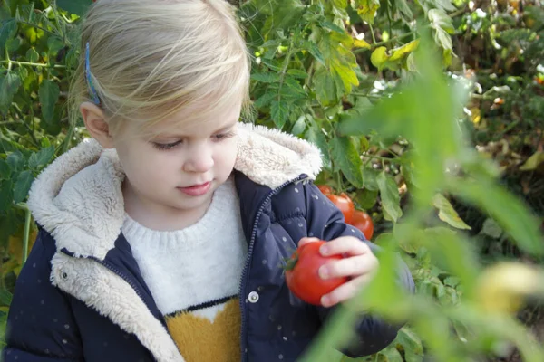 Domates Bahçesinde Küçük Bir Kız Aile Serasında Domates Toplayan Yaşında — Stok fotoğraf