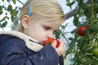 Domates bahçesinde küçük bir kız. Aile serasında domates toplayan 3 yaşında sevimli bir çocuk..