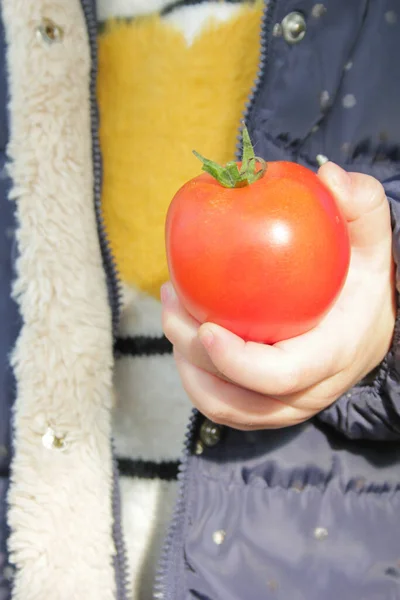 Toddler Girl Holding Ripe Organic Tomato Close — Stock Photo, Image