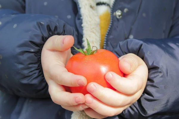 Menina Criança Segurando Tomate Orgânico Maduro Close — Fotografia de Stock