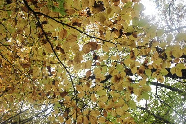 Őszi Erdő Sárga Levelek Fákon — Stock Fotó